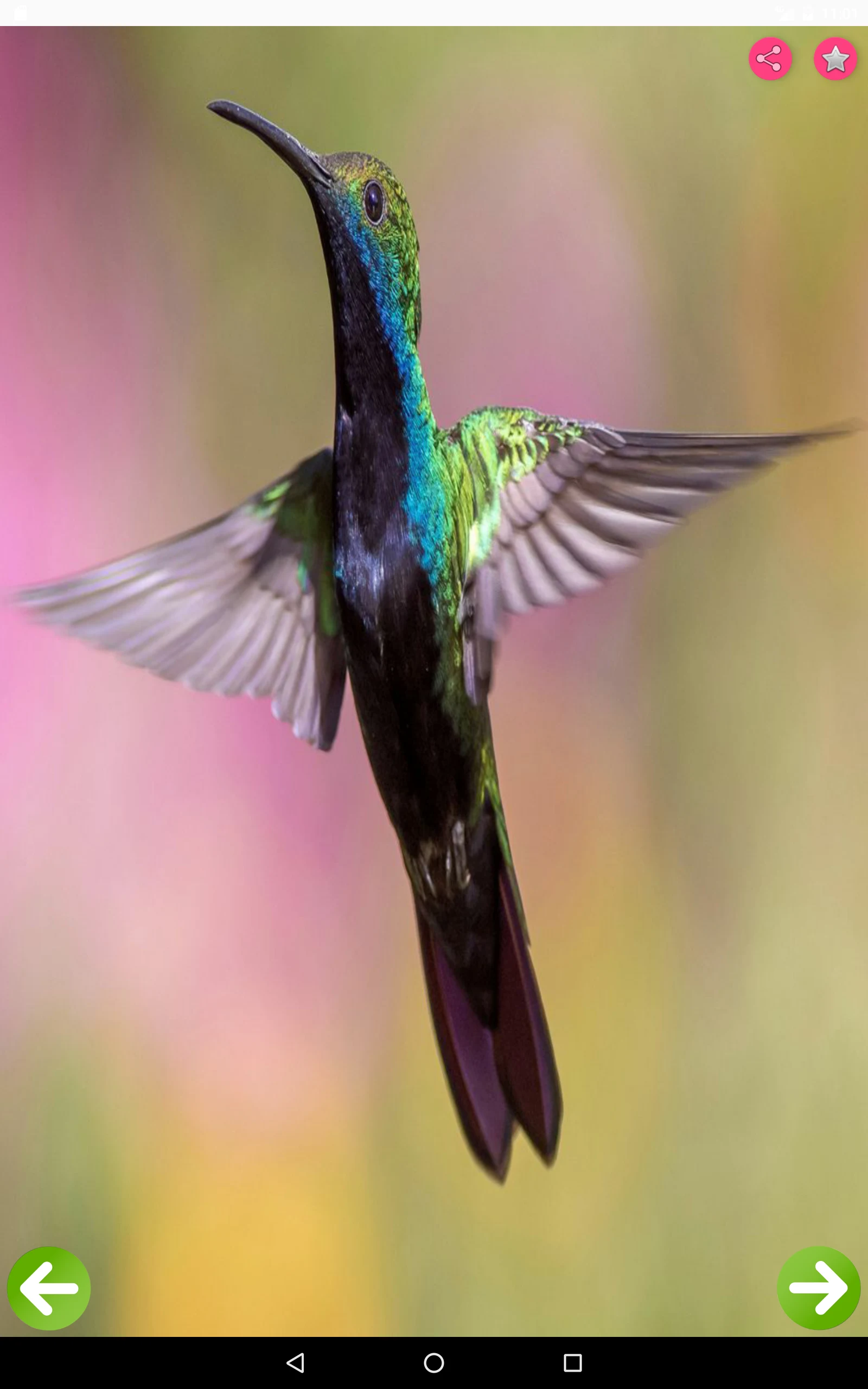 Birds Names with Pictures screenshot