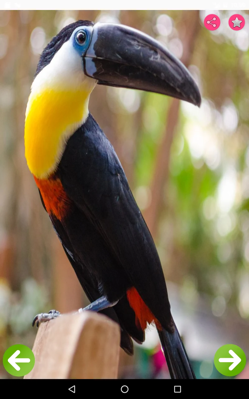 Birds Names with Pictures screenshot