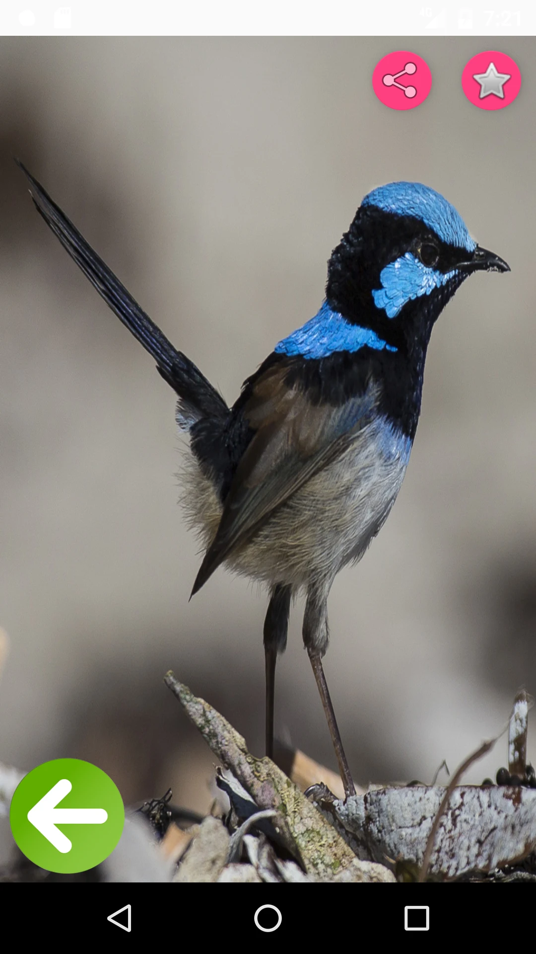 Birds Names with Pictures screenshot
